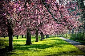 Spring