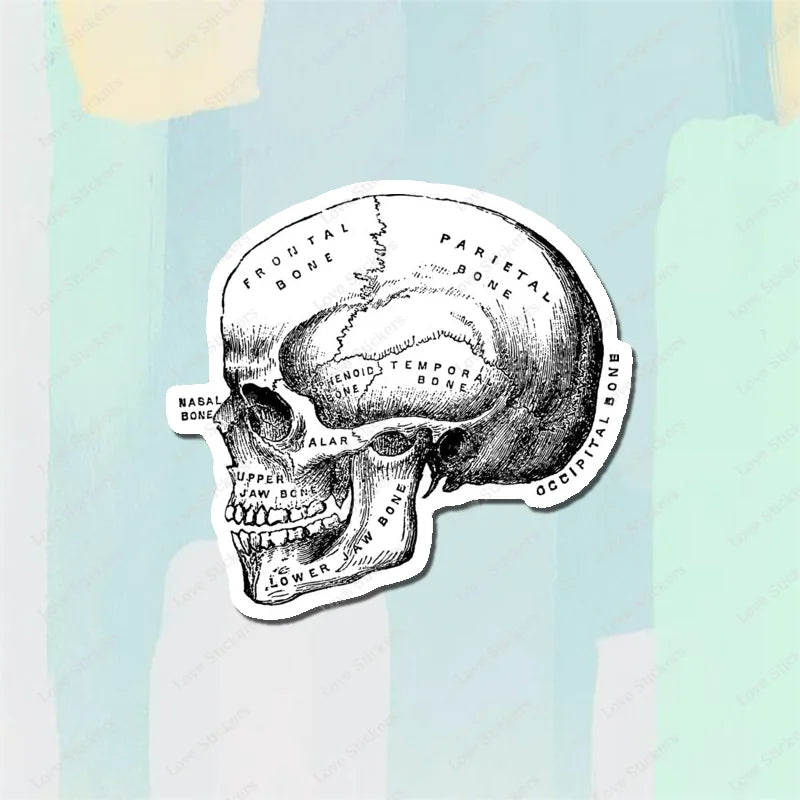 Vintage Anatomical Medical Skull Illustration 5PCS Stickers for Living Room Bumper Anime Cute Kid Car Art Print Window