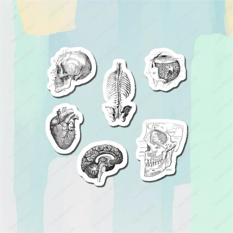 Vintage Anatomical Medical Skull Illustration 5PCS Stickers for Living Room Bumper Anime Cute Kid Car Art Print Window