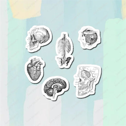 Vintage Anatomical Medical Skull Illustration 5PCS Stickers for Living Room Bumper Anime Cute Kid Car Art Print Window