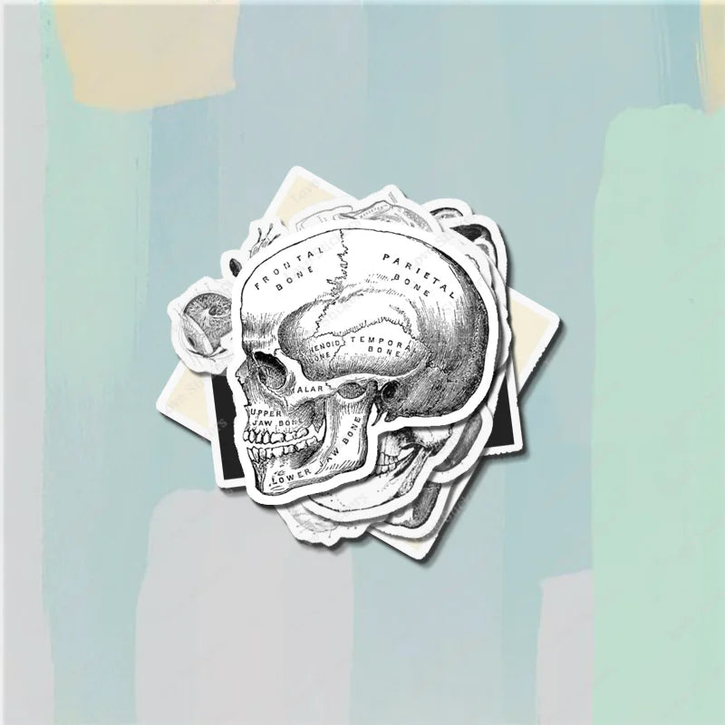 Vintage Anatomical Medical Skull Illustration 5PCS Stickers for Living Room Bumper Anime Cute Kid Car Art Print Window