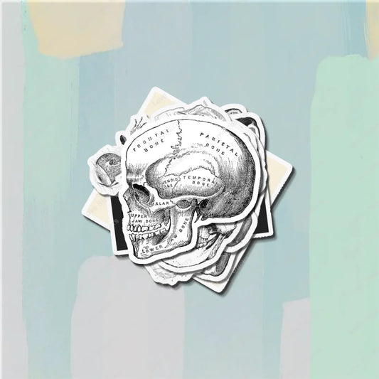 Vintage Anatomical Medical Skull Illustration 5PCS Stickers for Living Room Bumper Anime Cute Kid Car Art Print Window