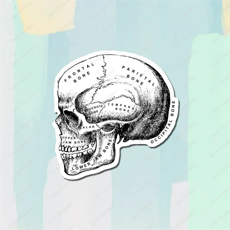 Vintage Anatomical Medical Skull Illustration 5PCS Stickers for Living Room Bumper Anime Cute Kid Car Art Print Window