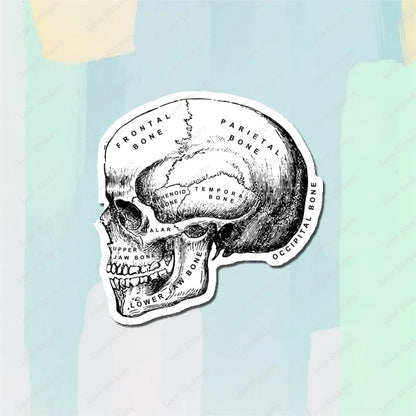 Vintage Anatomical Medical Skull Illustration 5PCS Stickers for Living Room Bumper Anime Cute Kid Car Art Print Window