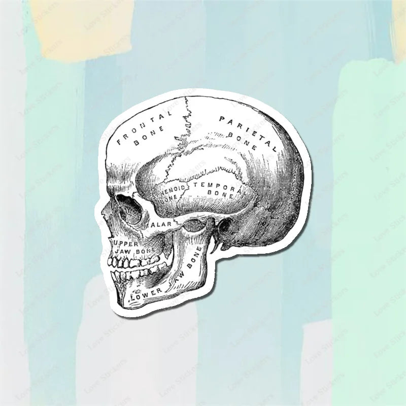 Vintage Anatomical Medical Skull Illustration 5PCS Stickers for Living Room Bumper Anime Cute Kid Car Art Print Window