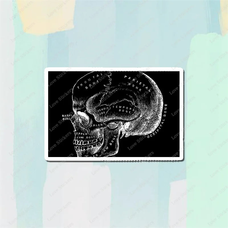 Vintage Anatomical Medical Skull Illustration 5PCS Stickers for Living Room Bumper Anime Cute Kid Car Art Print Window