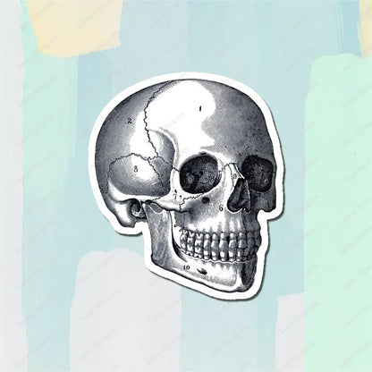 Vintage Anatomical Medical Skull Illustration 5PCS Stickers for Living Room Bumper Anime Cute Kid Car Art Print Window