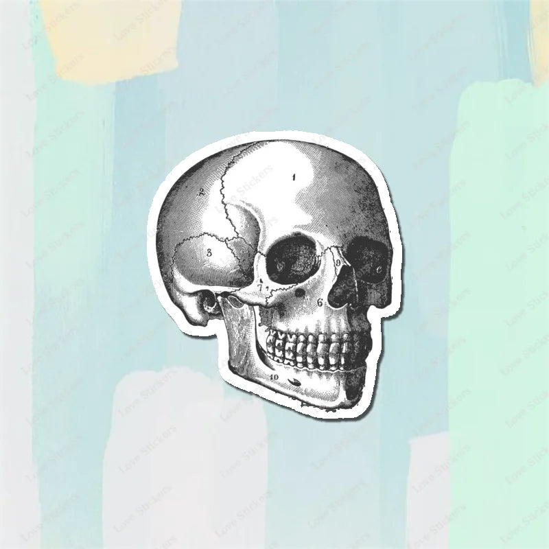 Vintage Anatomical Medical Skull Illustration 5PCS Stickers for Living Room Bumper Anime Cute Kid Car Art Print Window