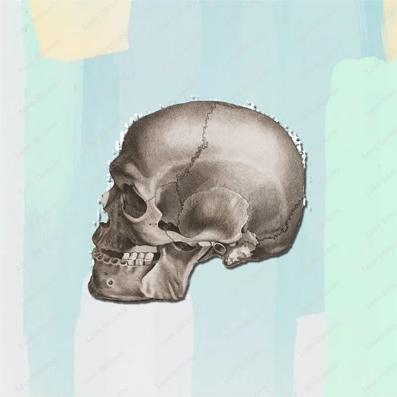 Vintage Anatomical Medical Skull Illustration 5PCS Stickers for Living Room Bumper Anime Cute Kid Car Art Print Window