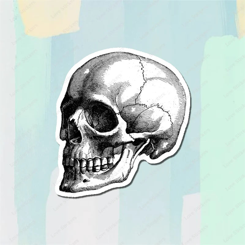 Vintage Anatomical Medical Skull Illustration 5PCS Stickers for Living Room Bumper Anime Cute Kid Car Art Print Window