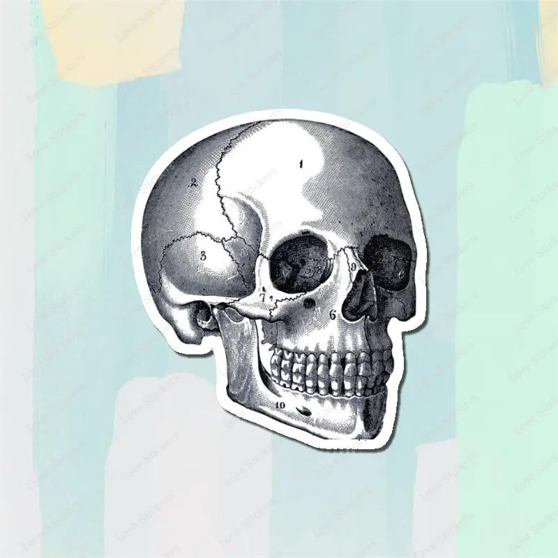 Vintage Anatomical Medical Skull Illustration 5PCS Stickers for Living Room Bumper Anime Cute Kid Car Art Print Window