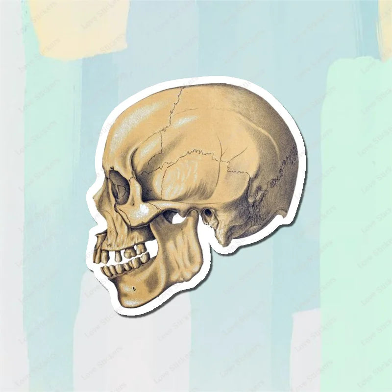 Vintage Anatomical Medical Skull Illustration 5PCS Stickers for Living Room Bumper Anime Cute Kid Car Art Print Window