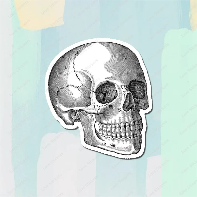 Vintage Anatomical Medical Skull Illustration 5PCS Stickers for Living Room Bumper Anime Cute Kid Car Art Print Window