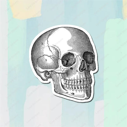 Vintage Anatomical Medical Skull Illustration 5PCS Stickers for Living Room Bumper Anime Cute Kid Car Art Print Window