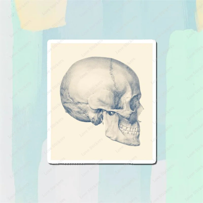 Vintage Anatomical Medical Skull Illustration 5PCS Stickers for Living Room Bumper Anime Cute Kid Car Art Print Window