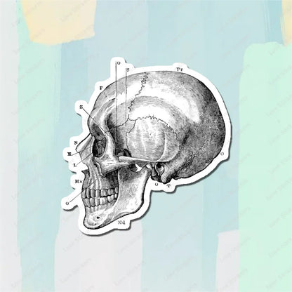 Vintage Anatomical Medical Skull Illustration 5PCS Stickers for Living Room Bumper Anime Cute Kid Car Art Print Window