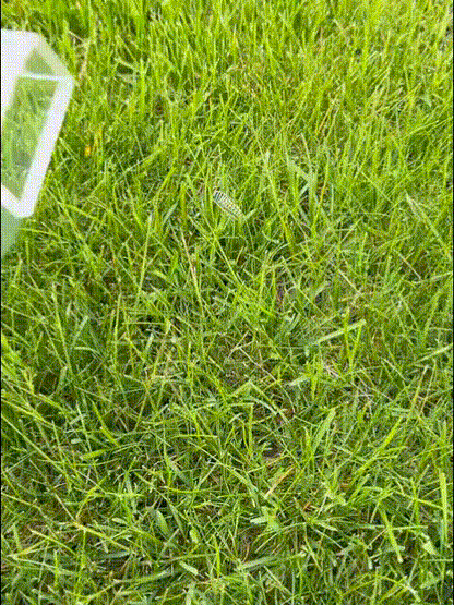Quick-Release Insect Catching Tool Insect Bug Catcher Magnifying Insect Bug Box Viewing Insects Explore Contactless for Kids